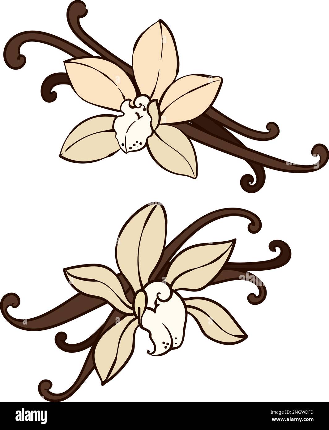 Vanille-Orchideenblumen und -Schoten Stock Vektor