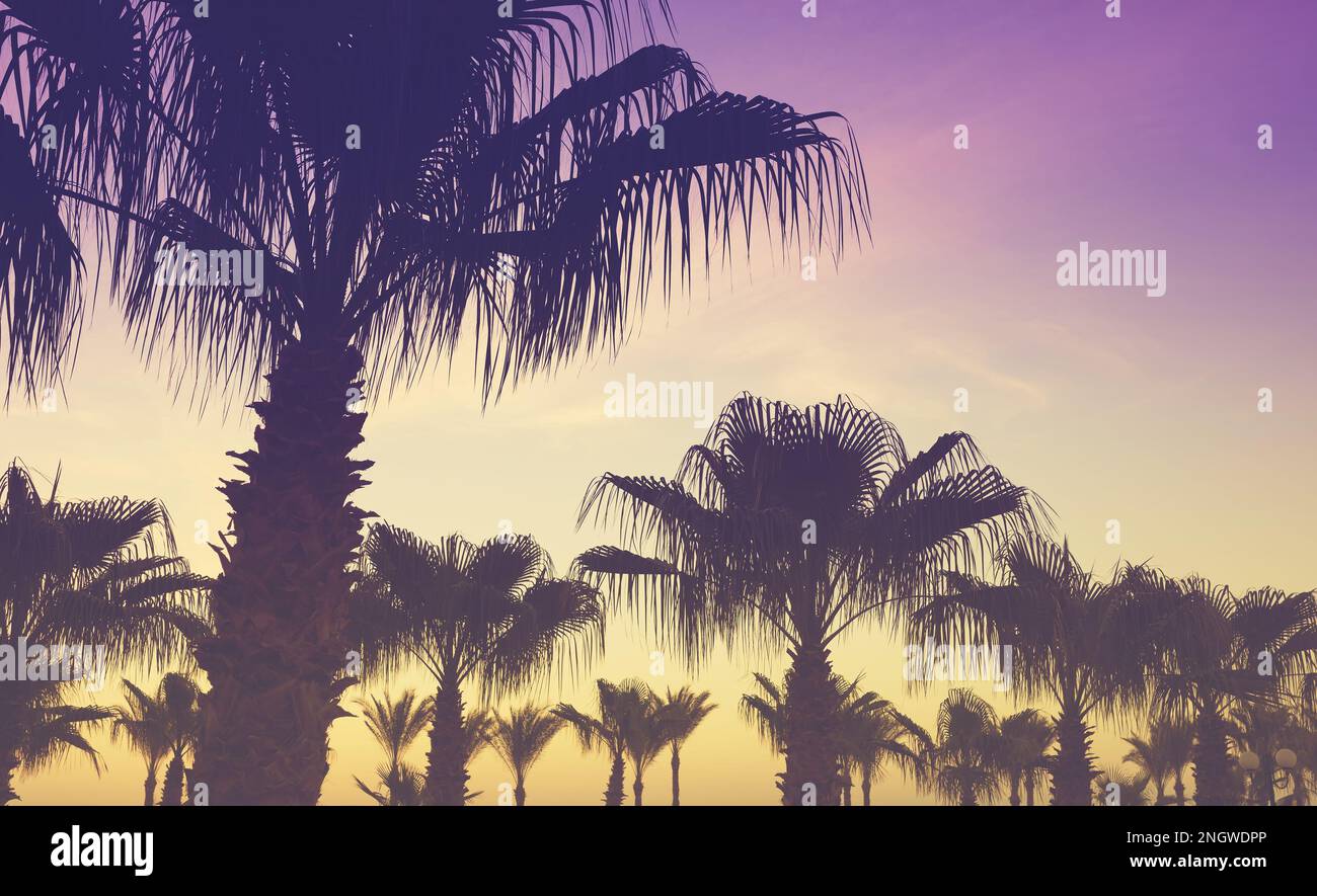 Silhouetten von Palmen bei Sonnenuntergang, Farbtönung angewendet. Stockfoto
