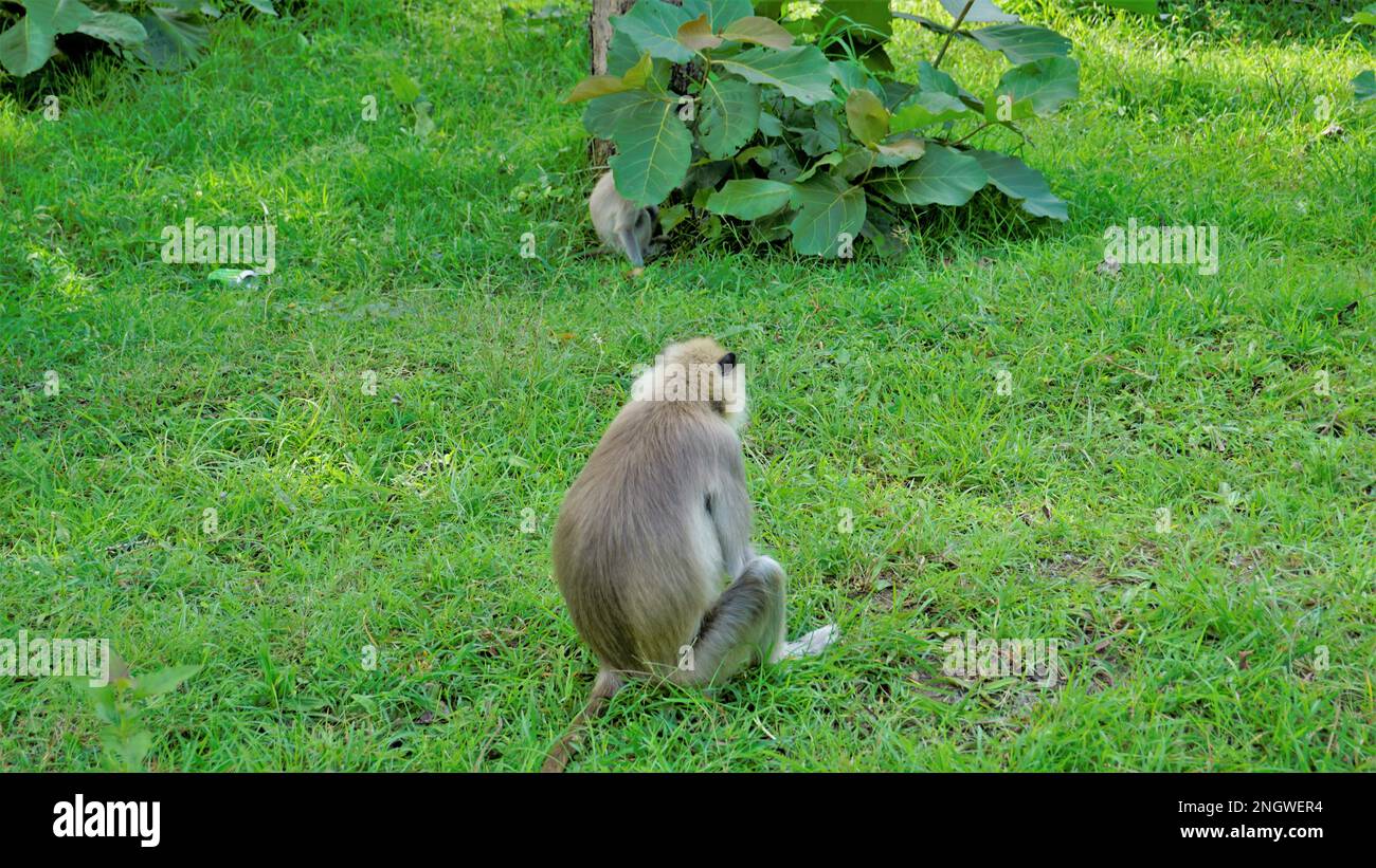 Weibliche Graulanguren, auch Hanuman-Affen oder Semnopithecus genannt, mit ihrem verspielten Baby im Wald der Bandipur mudumalai Ooty Road, Indien. Stockfoto