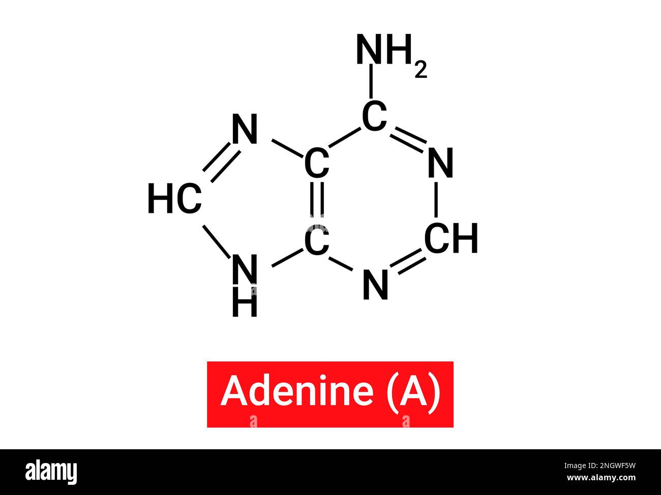 Chemische Struktur von Adenin (A) Stock Vektor