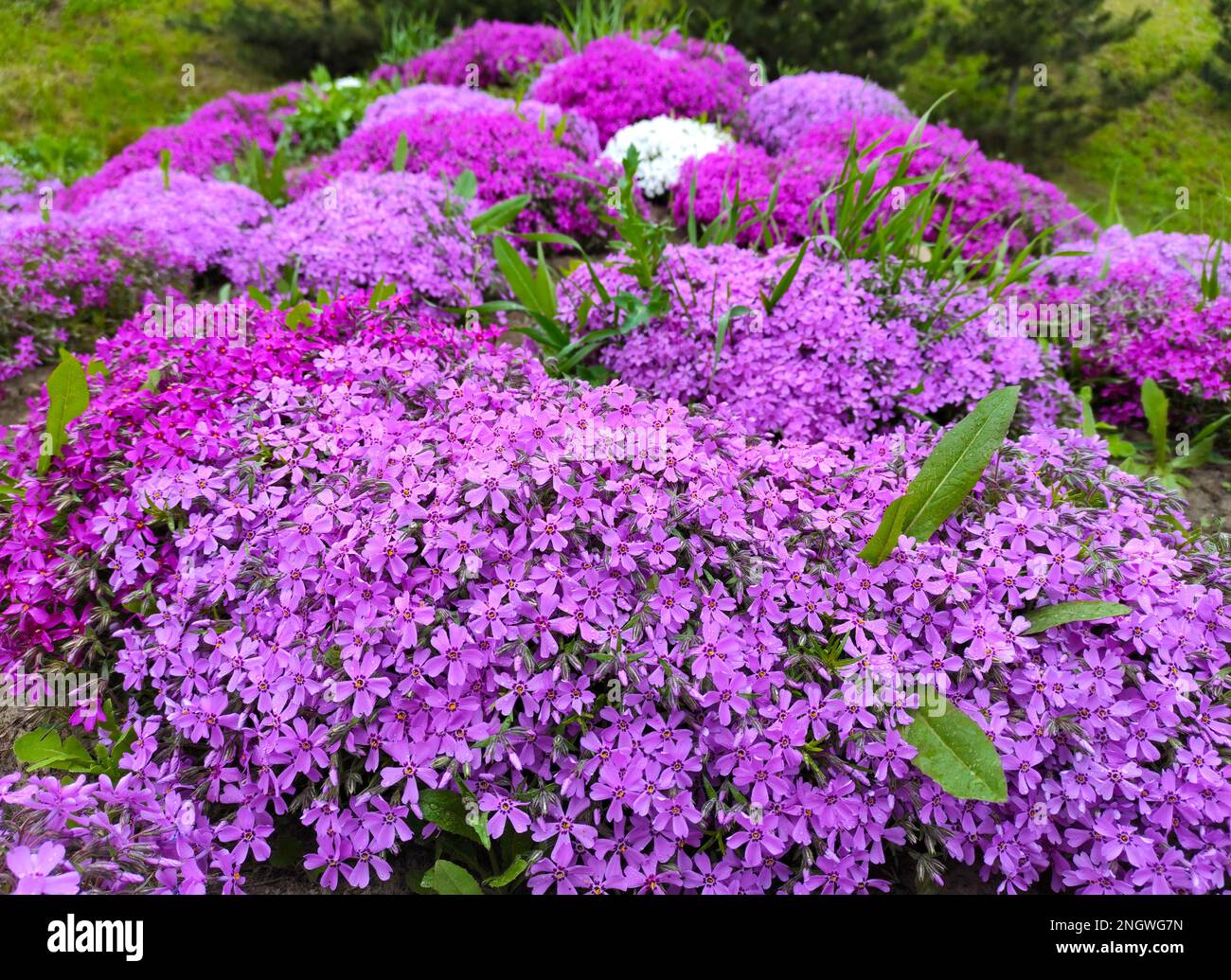 Phlox subulata, der schleichende Phlox (auch bekannt als Moos-Phlox, Moos-Pink oder Bergphlox), ist eine blühende Pflanzenart der Familie Polemoniaceae, einheimisch Stockfoto