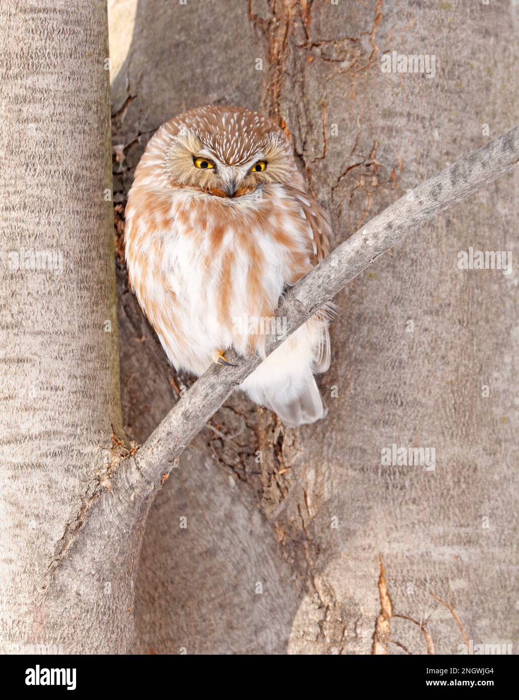 Nördliche Sägewhet Eule auf einem Ast stehend, Quebec, Kanada Stockfoto