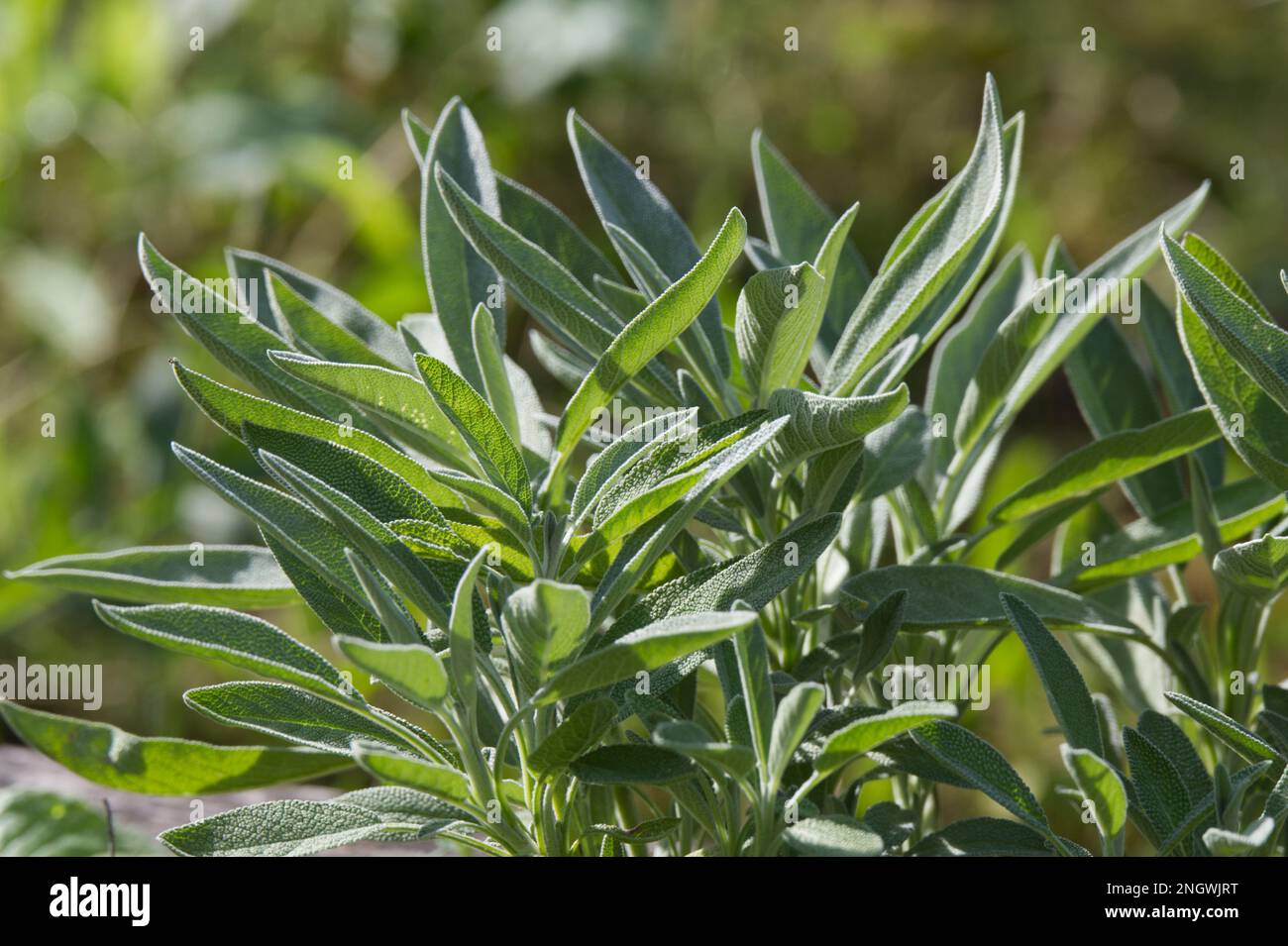 Sommerblüten von grauem, schmalblättrigem oder spanischem Salbei, Salvia lavandulifolia, im britischen Garten August Stockfoto