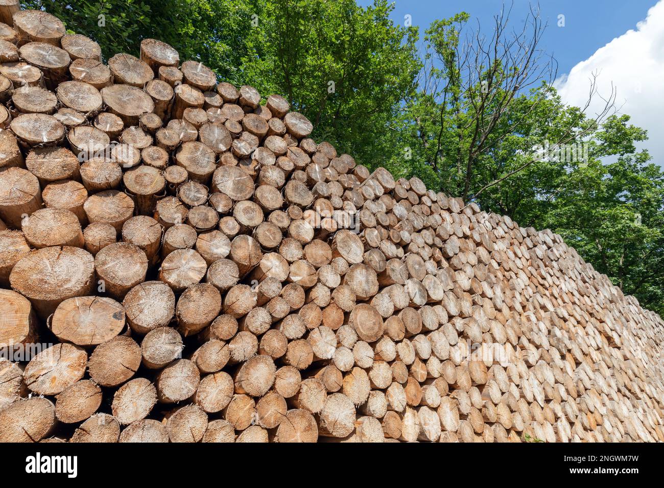 Großer Haufen mit Baumstämmen im Wald Stockfoto