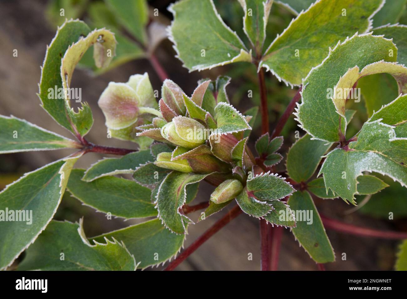 Frostige Winterblumen und Laub von Helleborus x sternii, oder Stern Hybrid Hellelebore im britischen Garten Januaryfrost Stockfoto