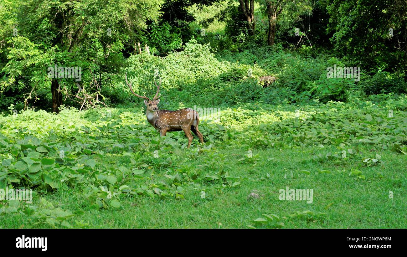 Einsamer Wildgehornhirsch oder Achsenhirsch, der im Wald der Bandipur mudumalai Ooty Road, Indien weidet. Schöne, auffallende Schönheit Stockfoto