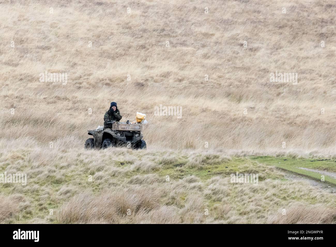 Landwirtin, die auf einem Quadbike mit Tierfutter fährt, um Schafe im Winter auf dem Moorland zu füttern. North Yorkshire, England, Großbritannien Stockfoto