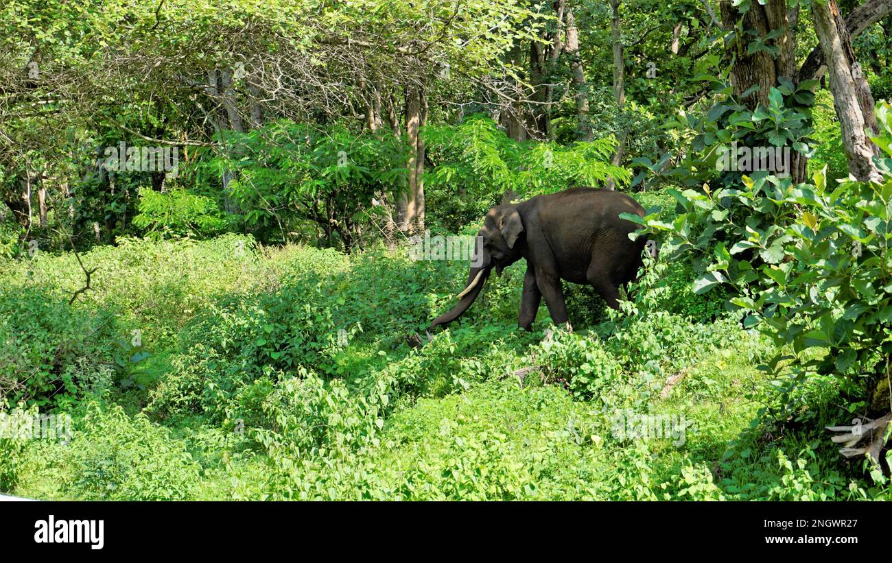 Einsamer junger, wilder, männlicher Elefant grast in der Bandipur mudumalai Ooty Road, Indien. Toller Anblick in ihrem natürlichen Lebensraum Stockfoto