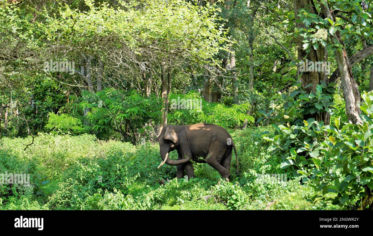 Einsamer junger, wilder, männlicher Elefant grast in der Bandipur mudumalai Ooty Road, Indien. Toller Anblick in ihrem natürlichen Lebensraum Stockfoto