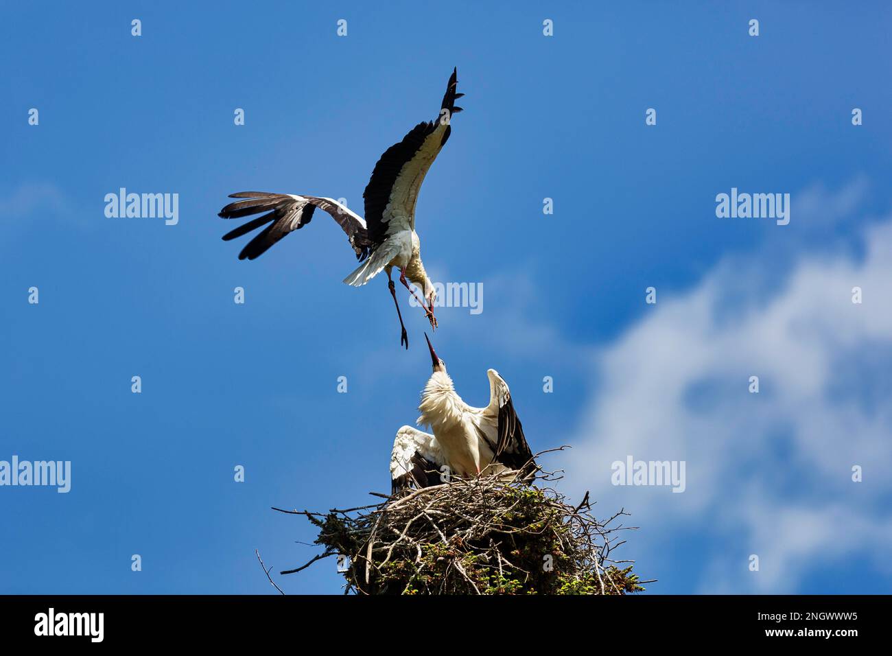 Weißstorch (Ciconia ciconia) verteidigt Nest, Territorialstreit, Niedersachsen, Deutschland Stockfoto