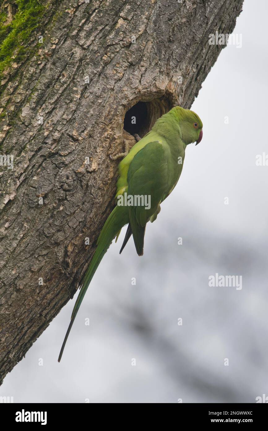 Rosensittich (Psittacula krameri) am Nestloch, Rheinland-Pfalz, Deutschland Stockfoto