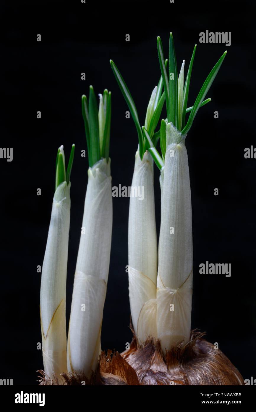 Keimknollen, weißer Krötenknollen (Crocus vernus Jeanne DARC) Stockfoto