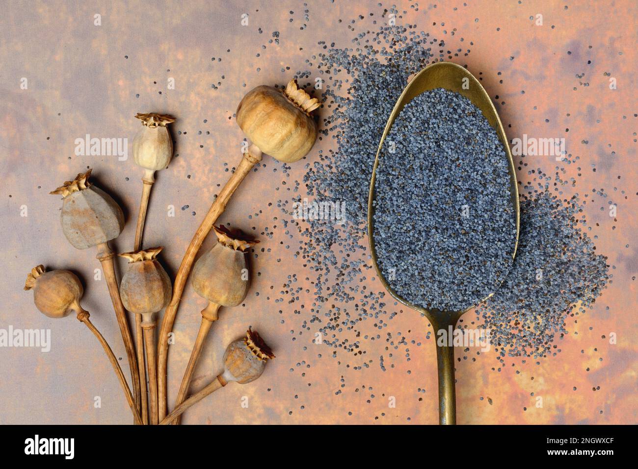 Blauer Mohn, Kapseln und Samen des Opiummohns (Papaver somniferum) Stockfoto