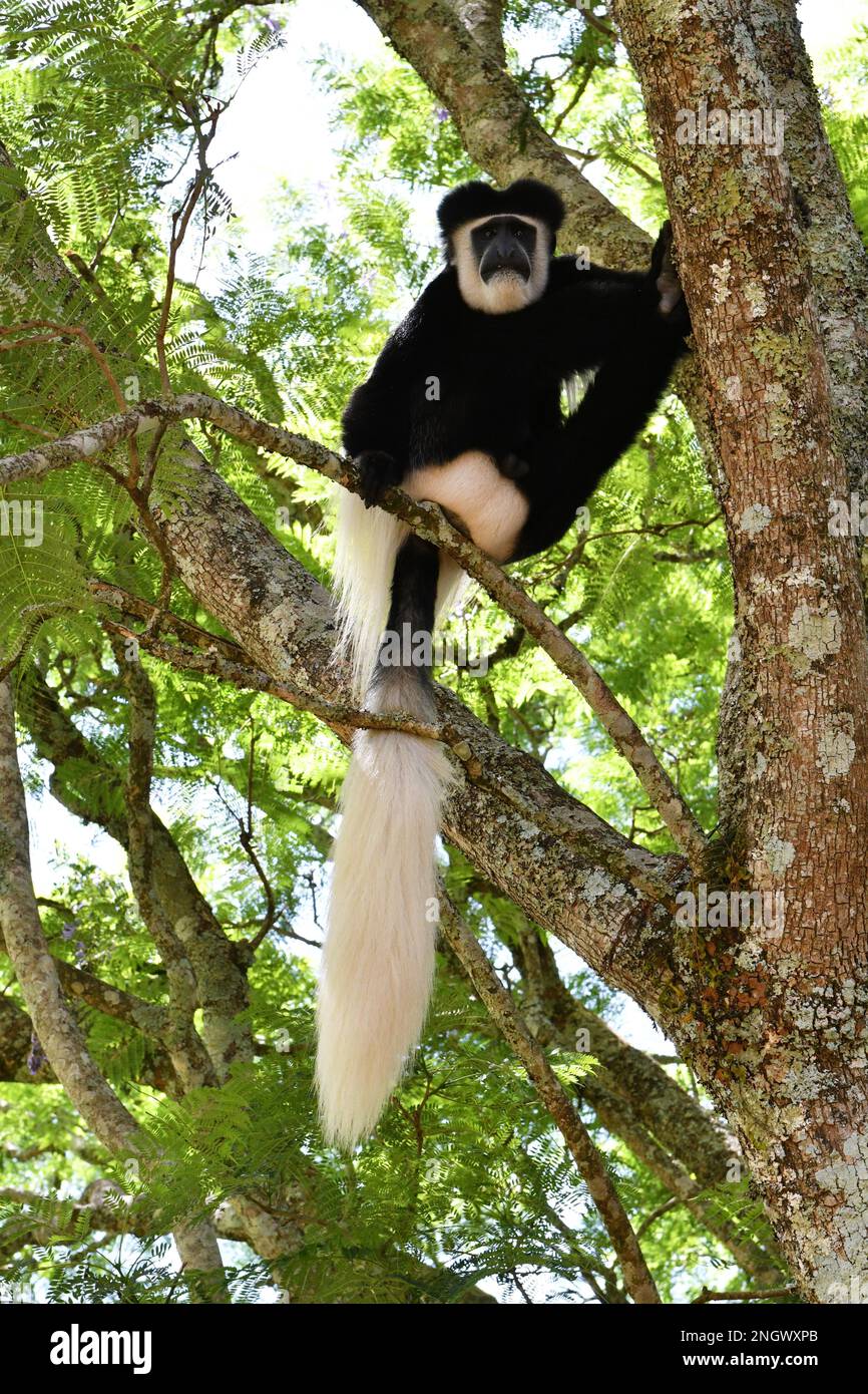 Guereza-Mantel (Colobus guereza) auf einem Baum in Kenia Stockfoto