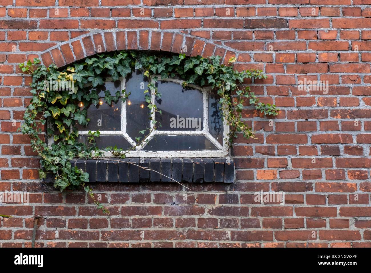 Stabiles Fenster mit Efeu-Reben Stockfoto