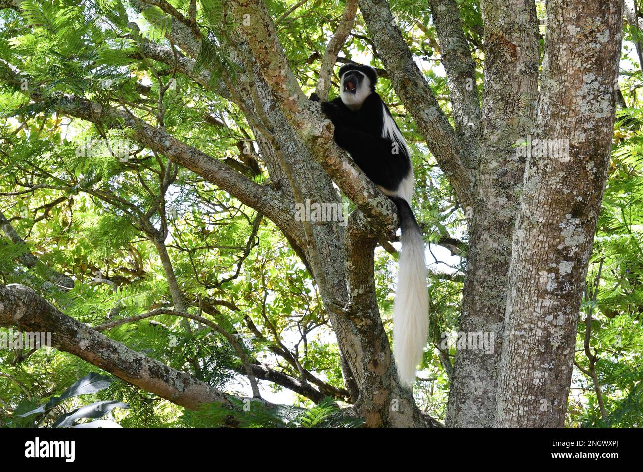 Guereza-Mantel (Colobus guereza) auf einem Baum in Kenia Stockfoto