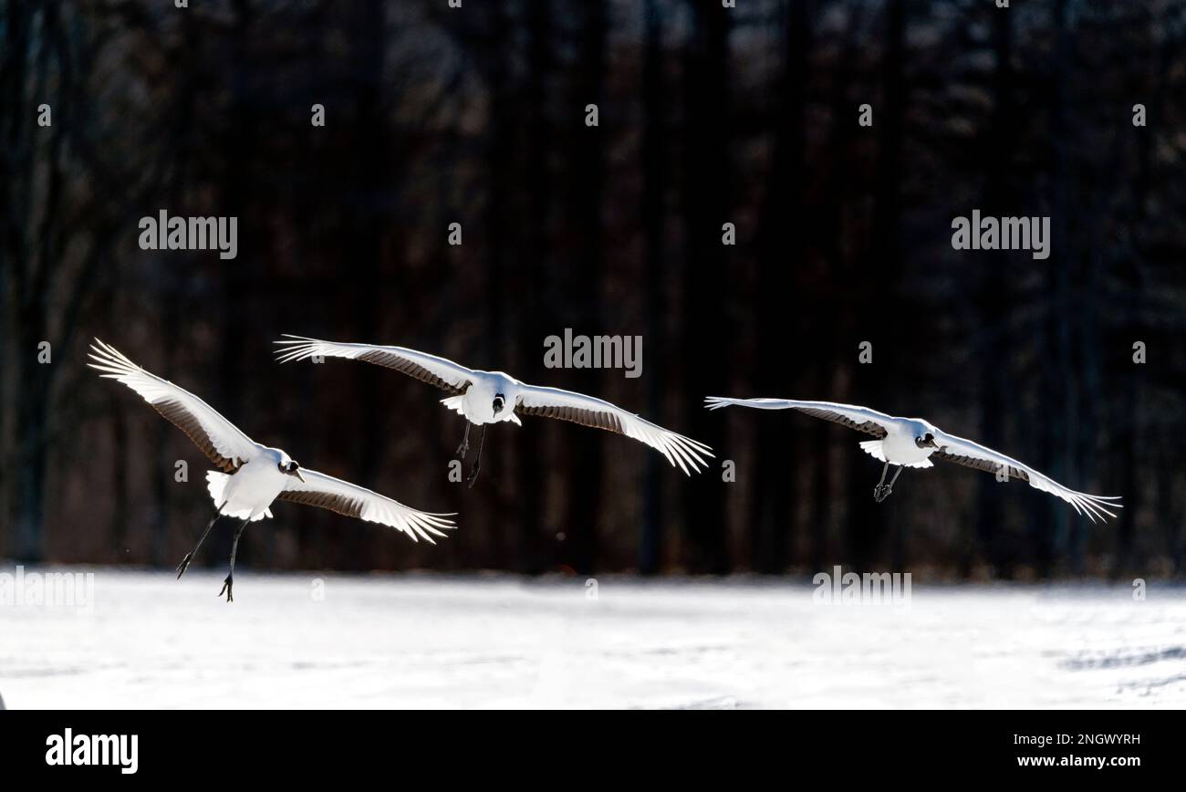 Rotkraniche (Grus japonensis) aus Tsurui-Ito Crane Sanctuari, Hokkaido, Japan. Stockfoto