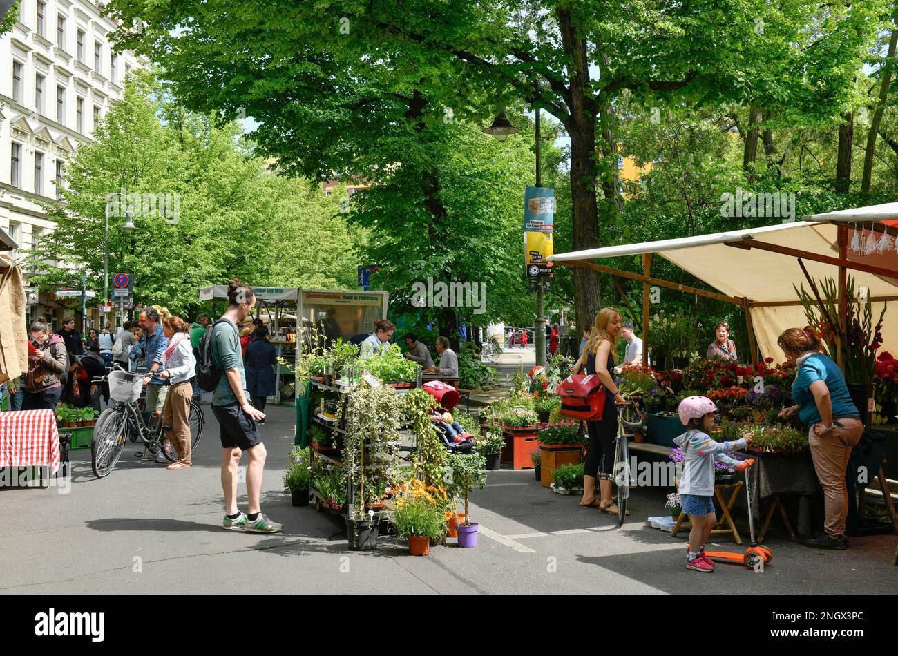 Ecomarket, Kollwitzplatz, Prenzlauer Berg, Pankow, Berlin, Deutschland Stockfoto