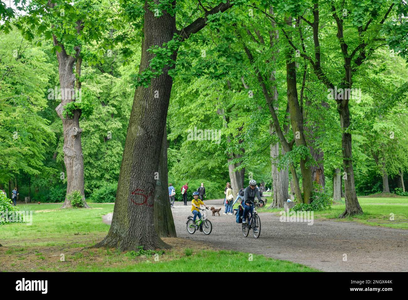 Schlosspark Schönhausen, Niederschoenhausen, Pankow, Berlin, Deutschland Stockfoto