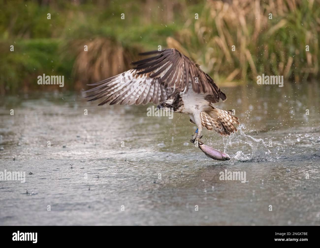 Action-Shot eines Fischadlers (Pandion haliaetus), der mit einer großen Forelle, die er gerade gefangen hat, aus dem Wasser gleitet. Rutland, Großbritannien Stockfoto