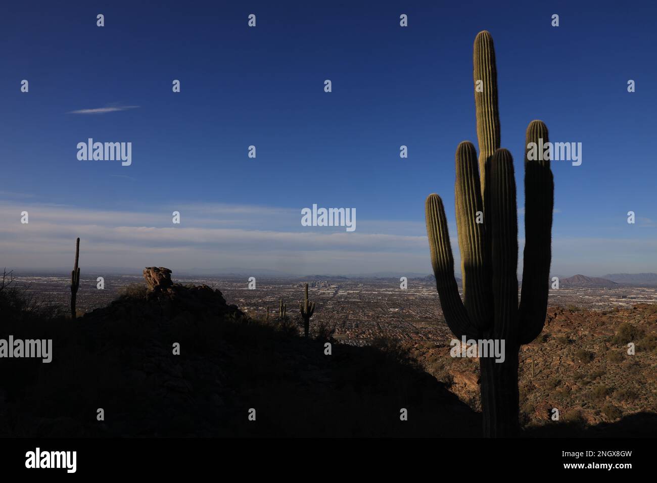 Phoenix, Arizona, USA. 18. Februar 2023. Saguaro-Kakteen bedecken die felsige Landschaft withinÂ South Mountain Park and Preserve, Â wo Dobbins Aussichtspunkt eine 2.300 m hohe Aussicht bietet pointÂ Blick auf die Skyline der Innenstadt und den Großraum Phoenix theÂ. Die saguaro (Carnegiea gigantea) ist eine baumähnliche Kaktusart der monotypischen Gattung Carnegiea, die über 12 Meter (40 Fuß) hoch werden kann. Es stammt aus der Sonora-Wüste in Arizona. (Kreditbild: © Ruaridh Stewart/ZUMA Press Wire) NUR REDAKTIONELLE VERWENDUNG! Nicht für den kommerziellen GEBRAUCH! Stockfoto