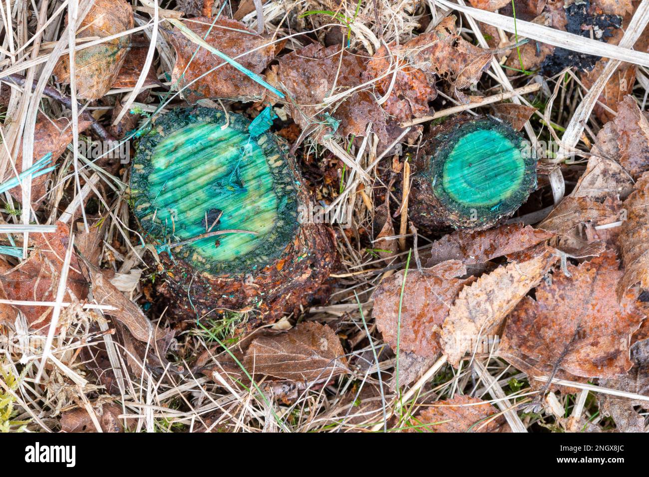 Stumpfbehandlung mit Roundup-Herbizid zur Verhinderung des Nachwuchses von Baumstümpfen, Heidenlandtechnik für invasive Bäume, England, Großbritannien Stockfoto