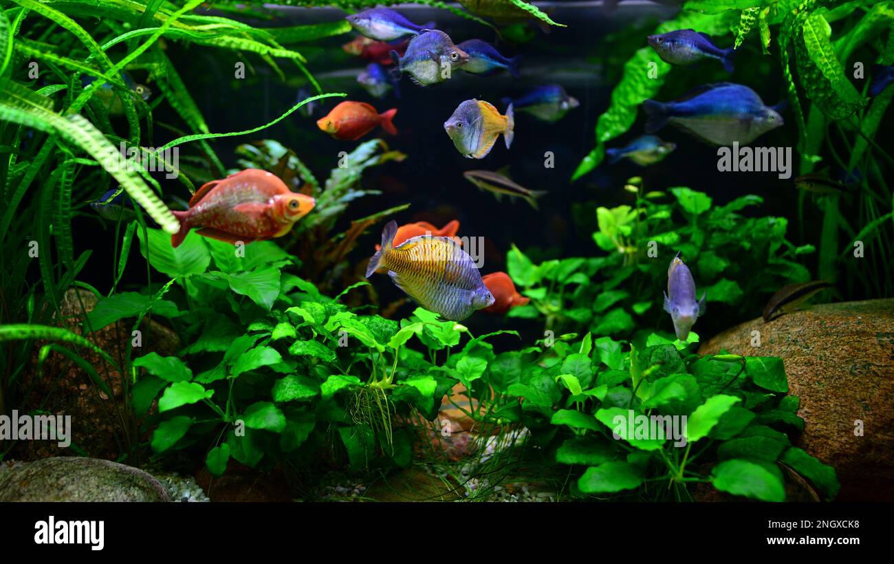 Foto eines tropischen Fisches auf einem Korallenriff im Aquarium. Stockfoto
