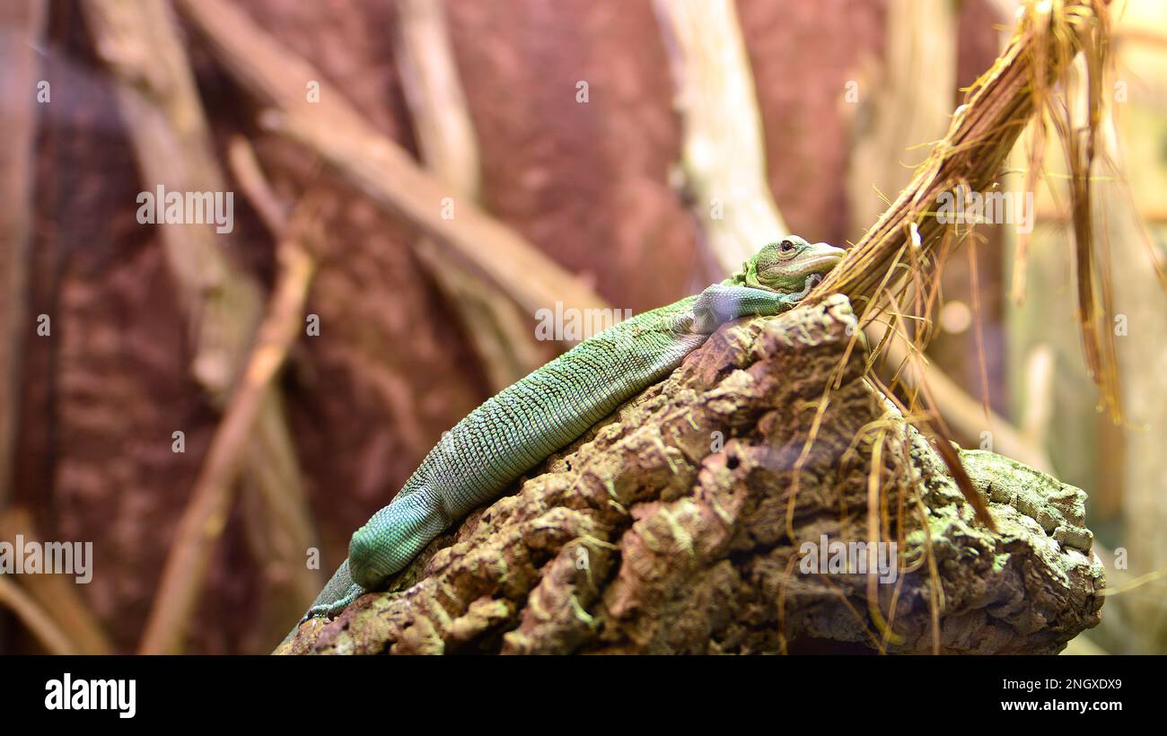 Das Nahbild von Fidschi Iguana (Brachylophus fasciatus) Eine Arborealart von Eidechsen, die auf einigen der südöstlichen Fidschi-Inseln endemisch ist. Stockfoto