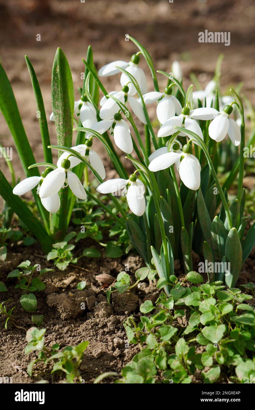 Nahaufnahme von weißen, frischen Schneetropfen im Sonnenlicht im Garten Stockfoto