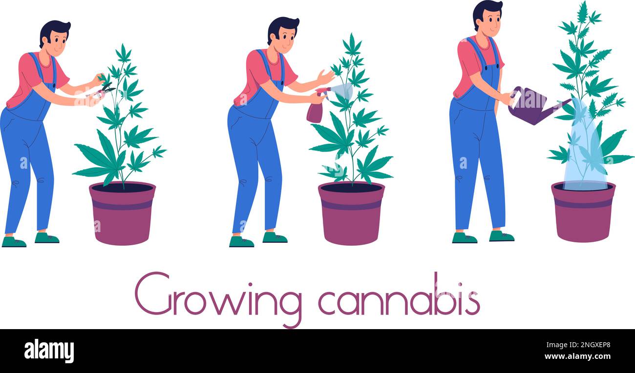 Legalisierung von Marihuana für medizinische und Freizeitzwecke.Anbau von Cannabis in Innenräumen Bewässerung, Verarbeitung von Schädlingen, Beschneidung von Blättern.Indica,Sativa,thc,cbd.Farm im Anbau von Marihuana.Vektor. Stock Vektor