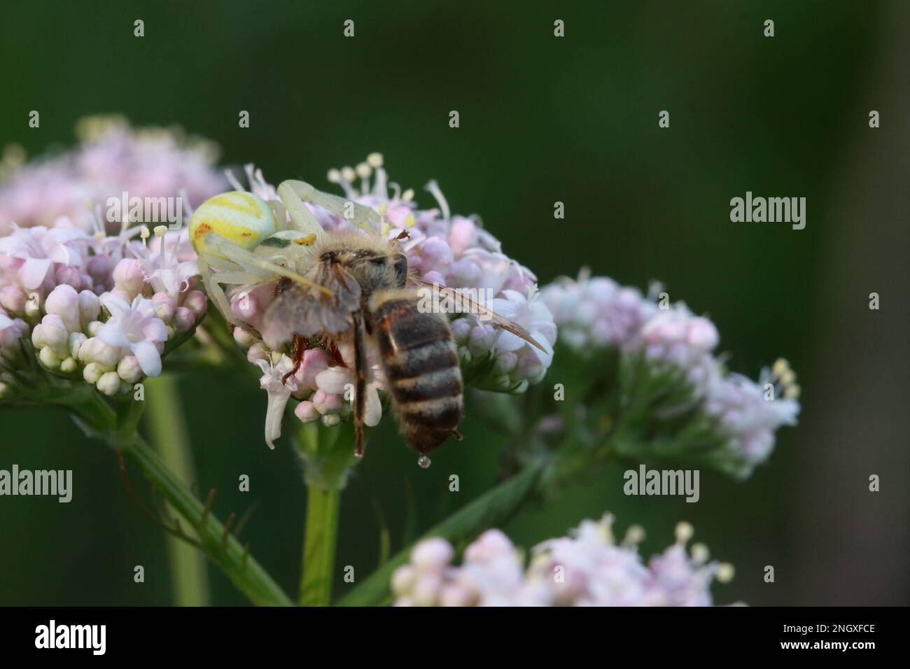 Weiße und gelbe Krabbenspinne mit einer Biene als Beute Stockfoto