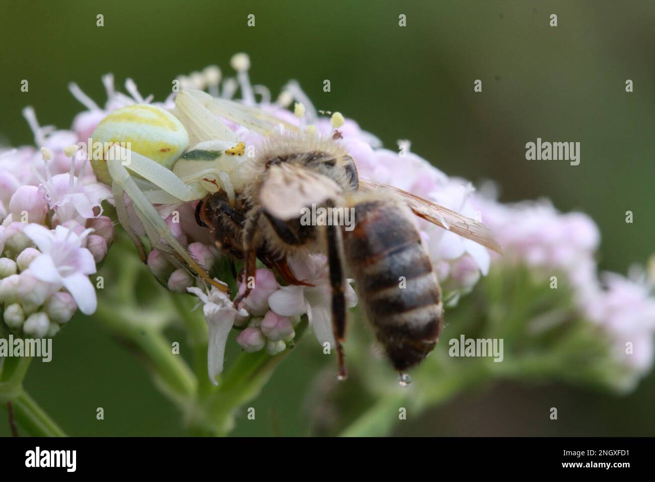 Weiße und gelbe Krabbenspinne mit einer Biene als Beute Stockfoto