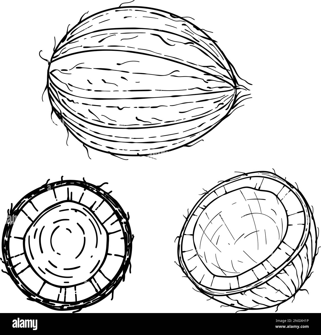 Handgezeichnete Kokosnuss. Skizze Vektor tropische Lebensmittel Illustration. Kokospalmenfrucht Stock Vektor