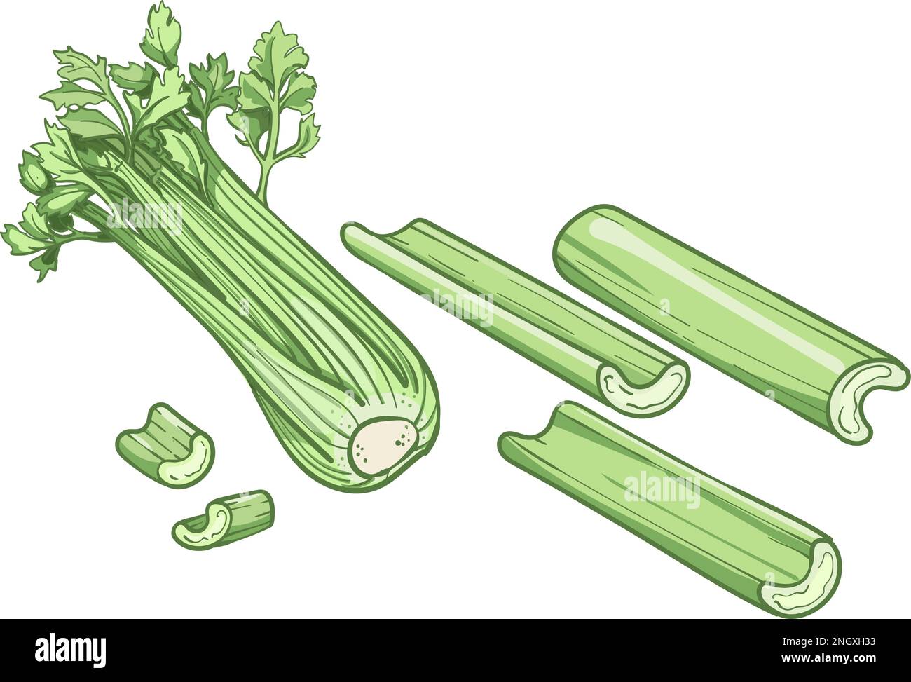 Vektorabbildung von Sellerie. Gravur vegatabel. Sellerie isoliert. Detaillierte vegetarische Speisen. Agrarmarktprodukt Stock Vektor