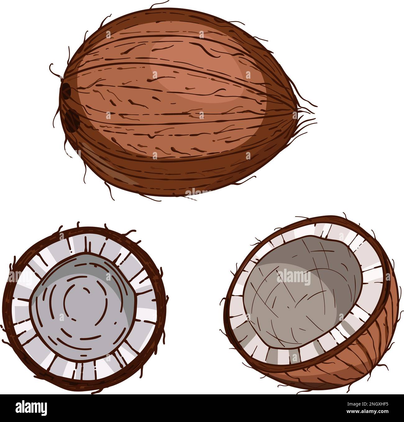 Handgezeichnete Kokosnuss. Skizze Vektor tropische Lebensmittel Illustration. Kokospalmenfrucht Stock Vektor