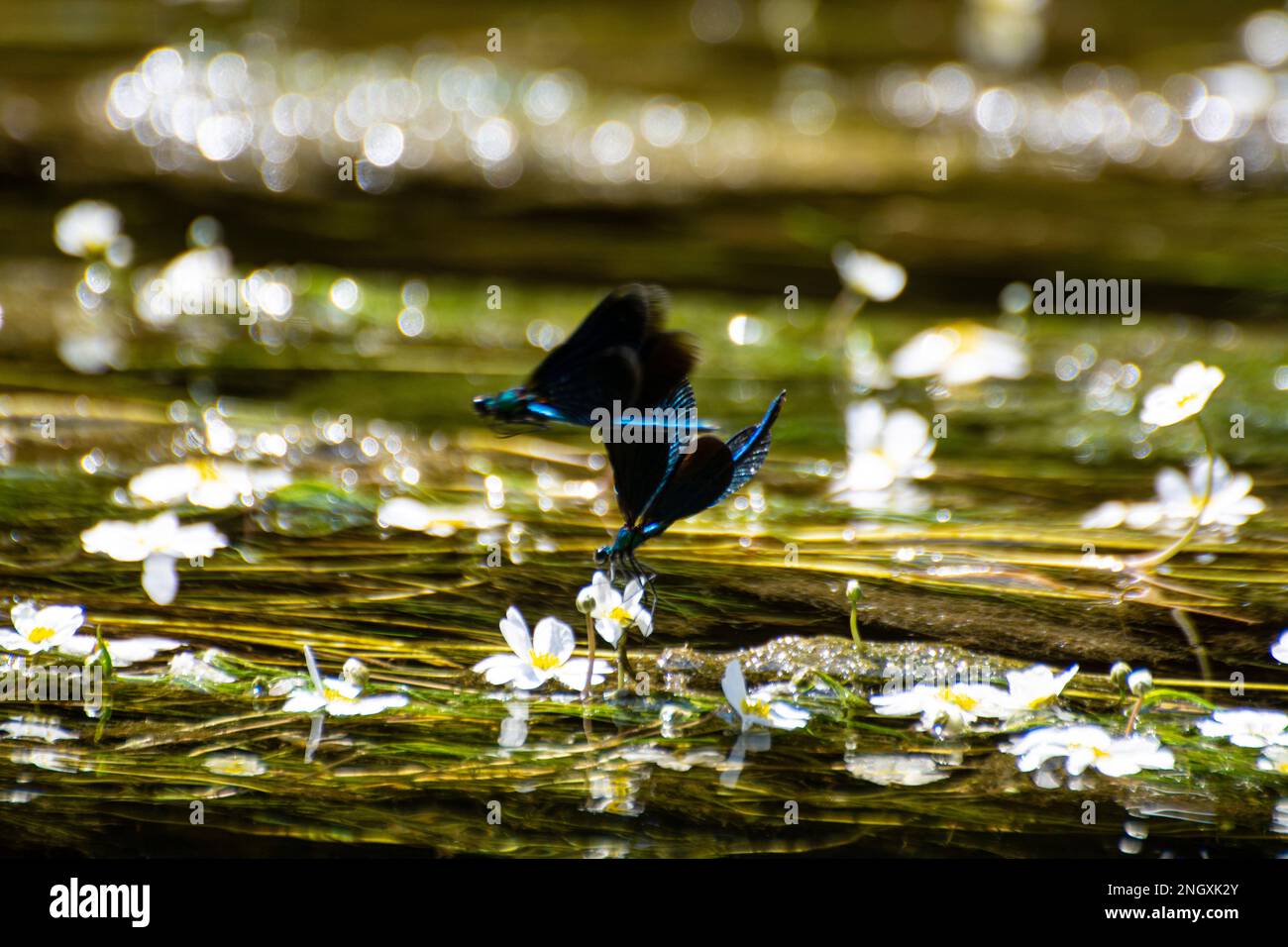 Blauflügel-Prachtlibellen am Schweizer Grenzfluss Doubs Stockfoto