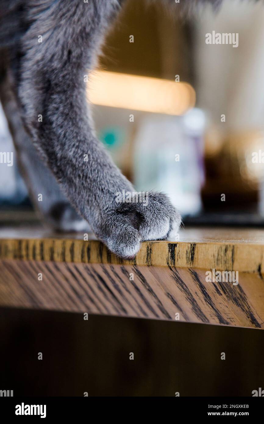 Katzenpfote auf Holztisch. Zarte Pfote der grauen Katze. Katzennägel. Stockfoto