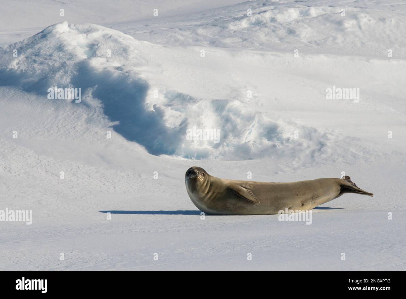 Antarktis, Amundsensee, Siple Island. Ross-Seehund (Ommatophoca rossii) in der Schmolzephase, endemisch zum Packeis der Antarktis. Stockfoto