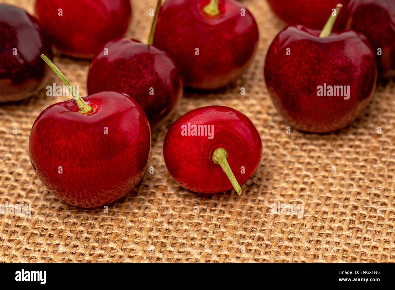 Nahaufnahme frischer Kirschen. Konzept für Kirschzucht, Landwirtschaft und ökologische Lebensmittel. Stockfoto