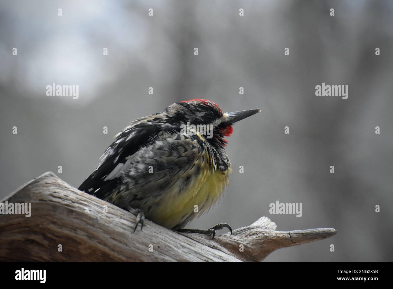 Gelbbbbauchsauger Nahaufnahme auf einem Zedernzweig. Stockfoto
