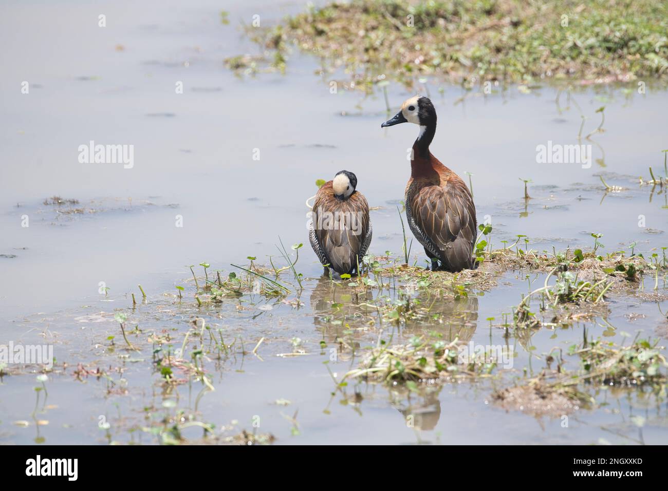 Weiße Pfeifente (Dendrocygna viduata), zwei Vögel, einer ruht, während der andere Wache hält Stockfoto