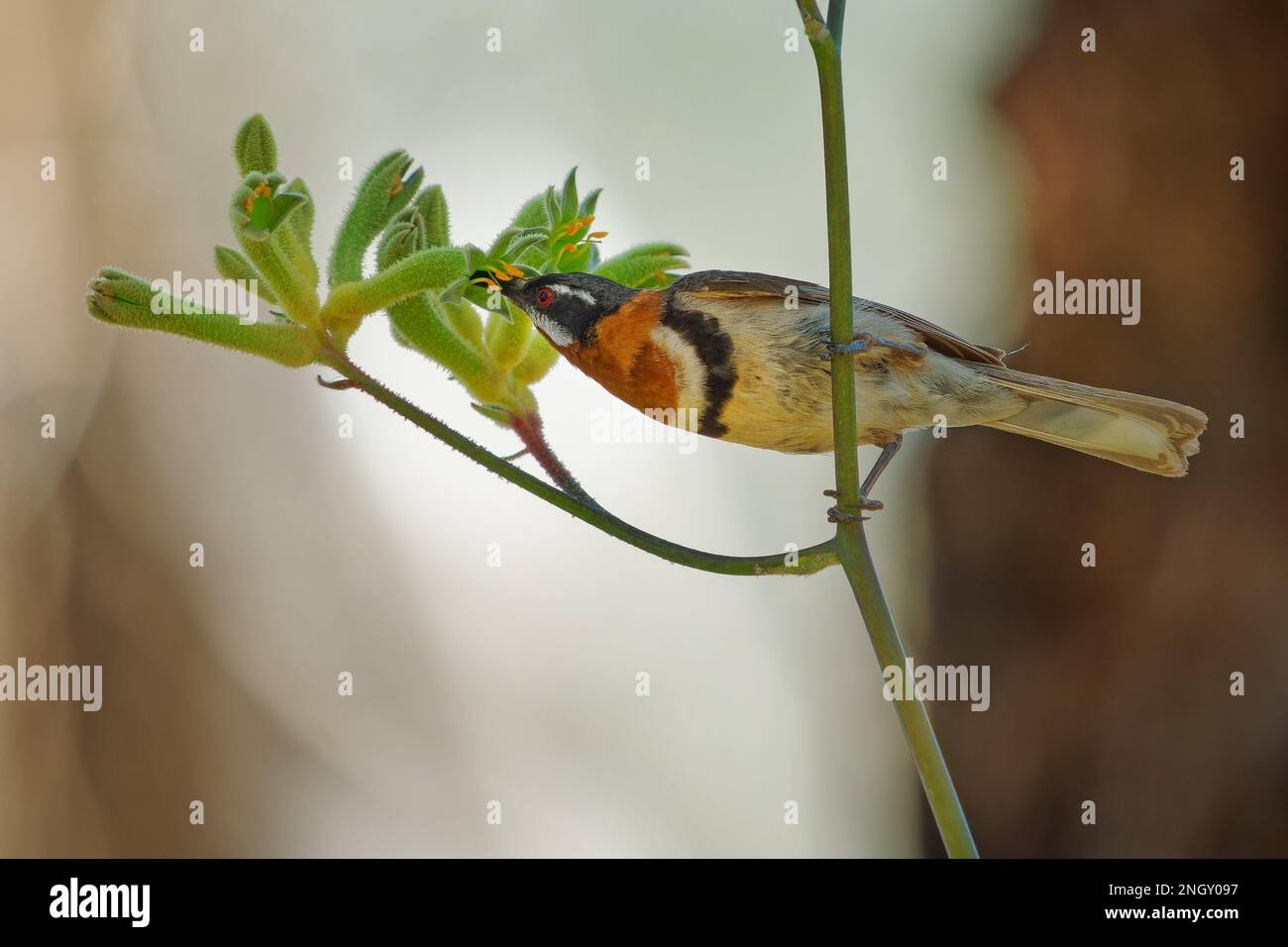Westliches Spinebill - Acanthorhynchus superciliosus Honigfresser, der im Südwesten Australiens zu finden ist, Schwarzkopf, grauer Rücken und Flügel, gebogener langer Schirm, Vogel Stockfoto