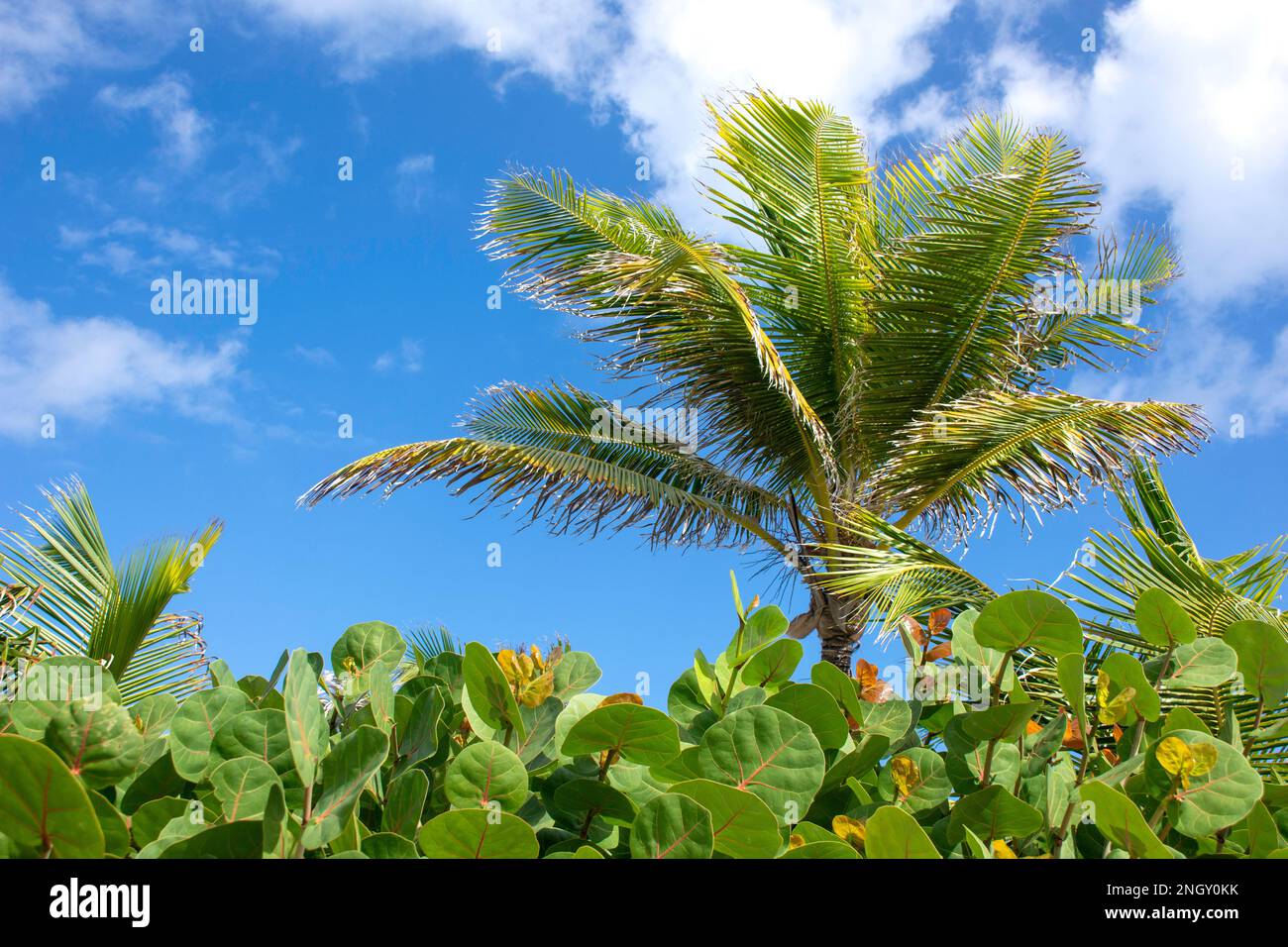 Tropische Pflanzen und Palmen, Orient Bay (Baie Orientale), St. Martin (Saint-Martin), kleine Antillen, Karibik Stockfoto