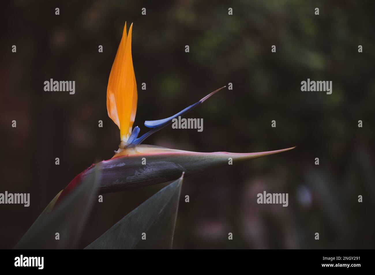 Nehmen Sie sich einen Moment Zeit, um die kleinen Dinge im Leben zu genießen, wie die komplizierten Details dieser atemberaubenden Blume Vogel des Paradieses. Diese Nahaufnahme zeigt Shows Stockfoto