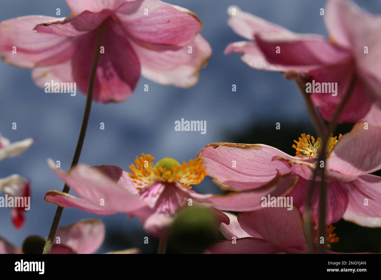 Japanische Anemonen wunderschöner Bildschirmschoner auf Augenhöhe. Rosafarbene Herbstblumen Tapete, die in der Sonne leuchtet Stockfoto