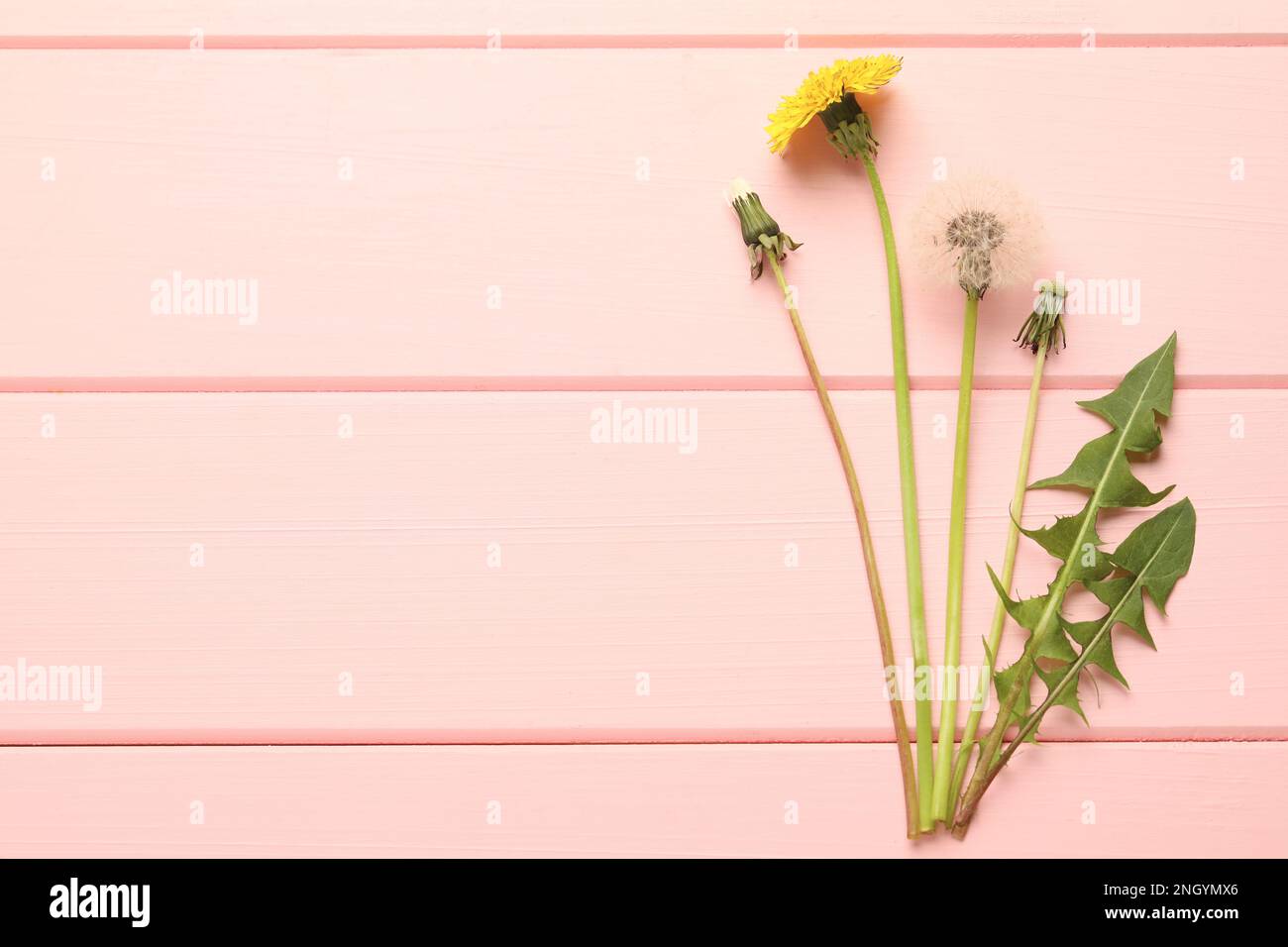 Schöne Löwenzahn in verschiedenen Stadien der Blüte auf einem pinkfarbenen Holztisch, flach liegend. Platz für Text Stockfoto