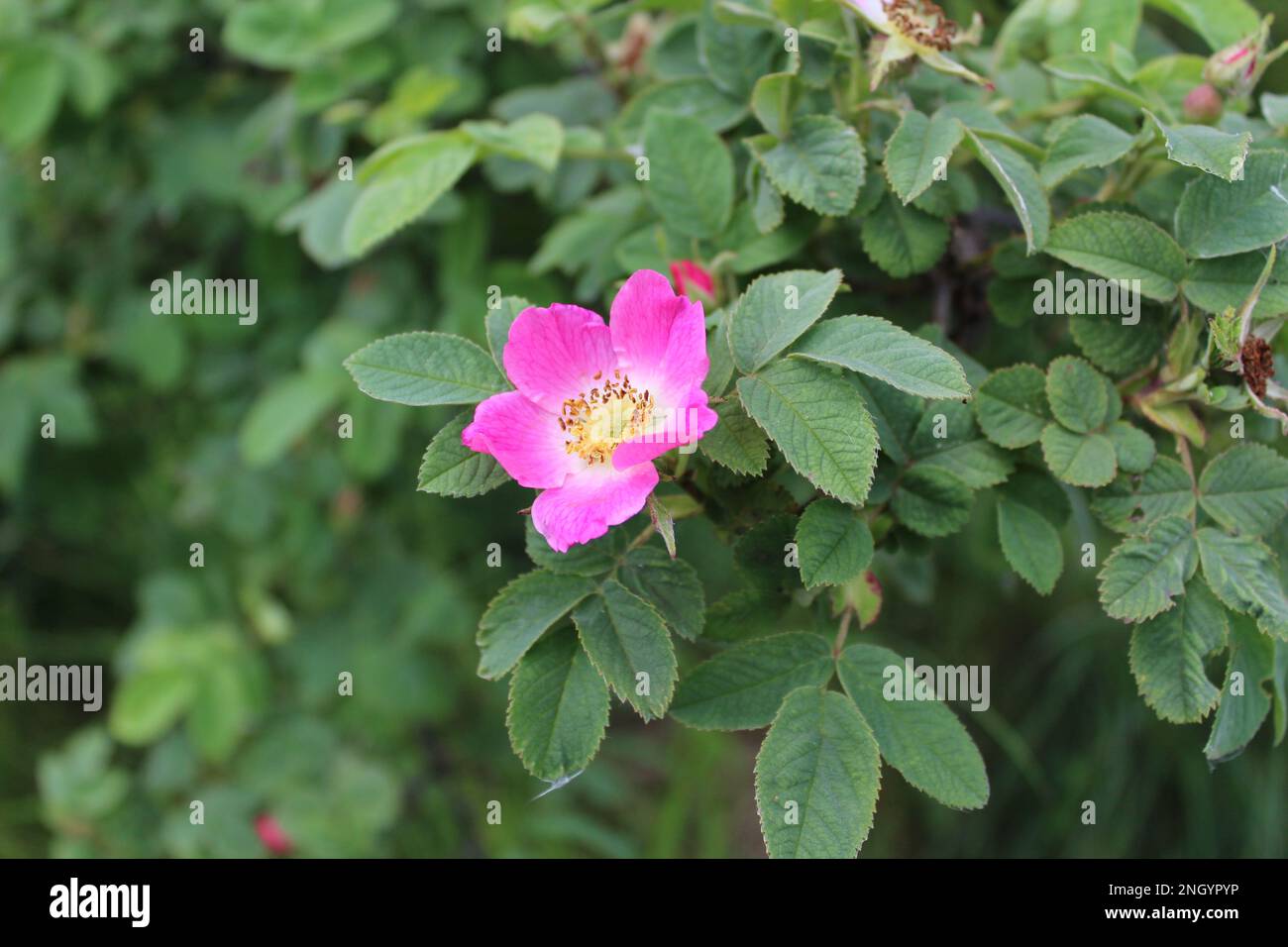 Blühende Rosenblüte im Spätherbst vor einem grünen Busch (Peebles, Schottische Grenzen, Großbritannien) Stockfoto