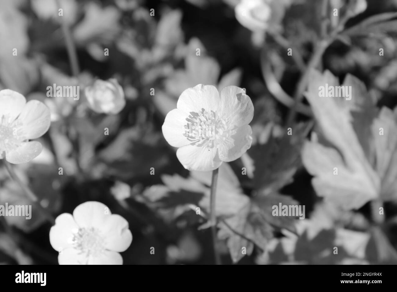 Nahaufnahme Schwarz + Weiß von gelber Wasserbutterblume auf der Wiese. Alt Frühlings-Hintergrundbild oder Hintergrundkonzept. Moody-Makrofoto von Butterblume im Feld Stockfoto