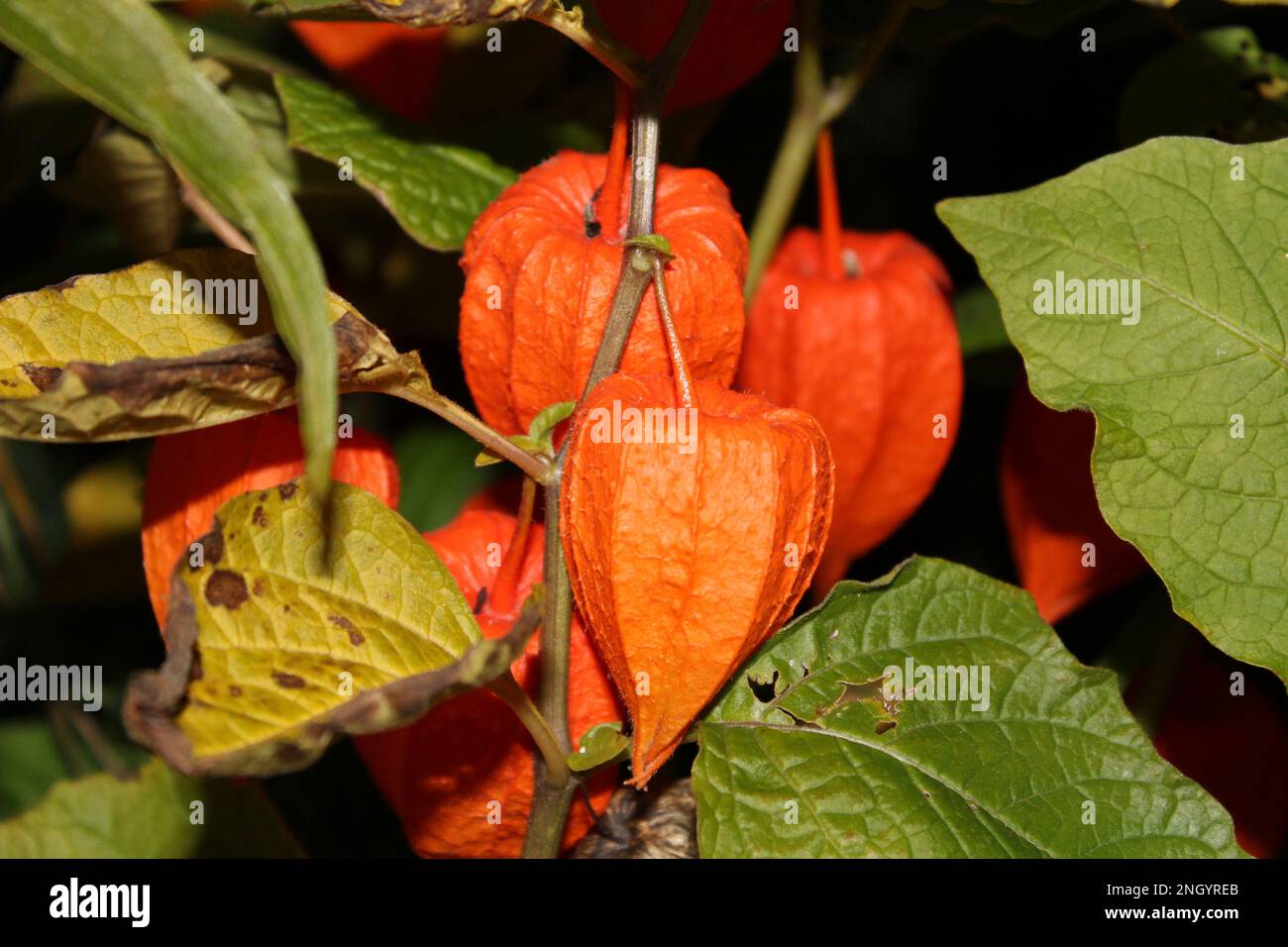 Helle orangefarbene chinesische Lantern (Physalis alkekengi) im Herbst. Abendliche chinesische Laternen Flora zu Halloween im Herbstlook Stockfoto