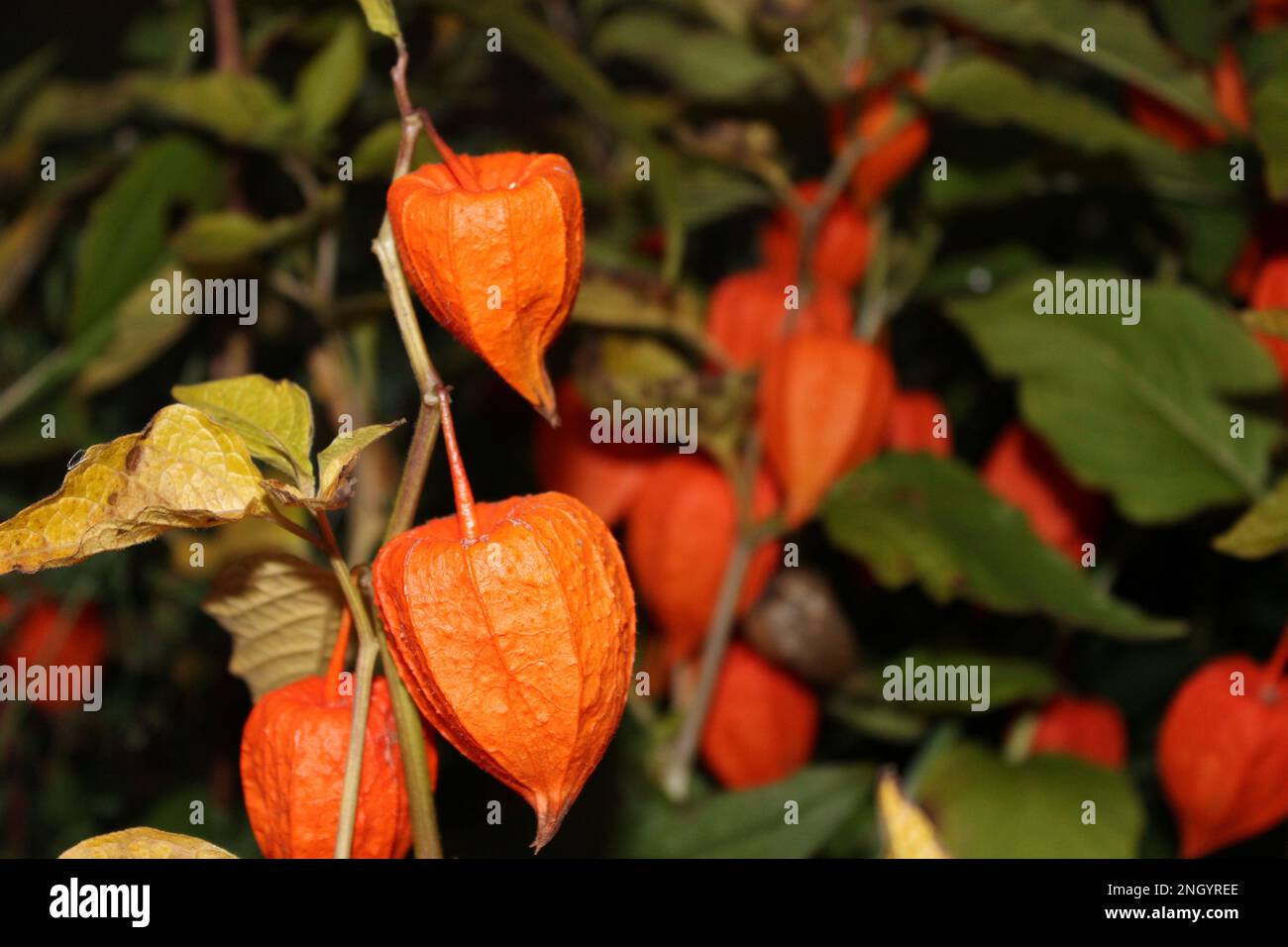 Helle orangefarbene chinesische Lantern (Physalis alkekengi) im Herbst. Abendliche chinesische Laternen Flora zu Halloween im Herbstlook Stockfoto
